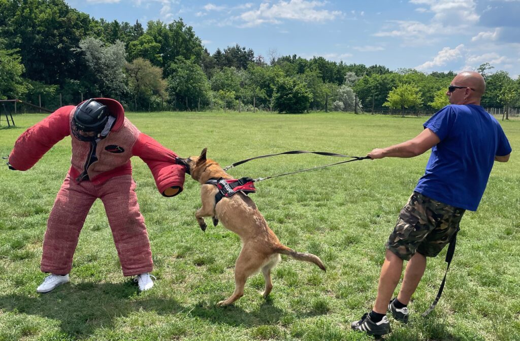 Man in protective suit engaged in a dog attack training session, showcasing the excitement of man vs dog Budapest stag activity.